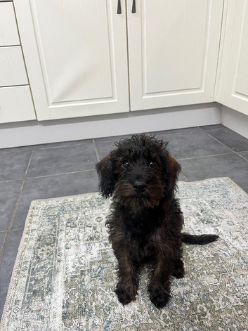 14 week old Penny