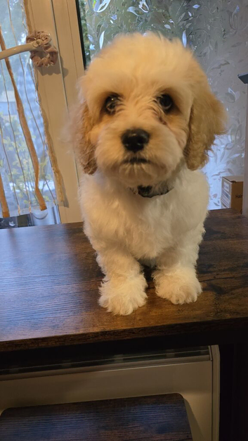 Maltipoo to re-home
