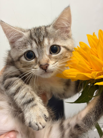 Beautiful, Playful Kitten Looking