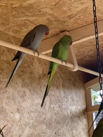 Ringneck pair green male & grey female