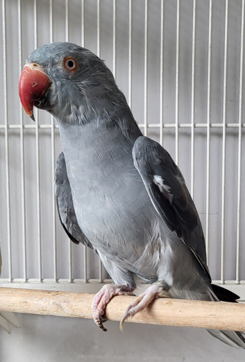 Beautiful DF Dark Grey Blue Ringneck Talking Parrot