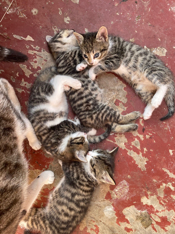 Four boy tabby kittens