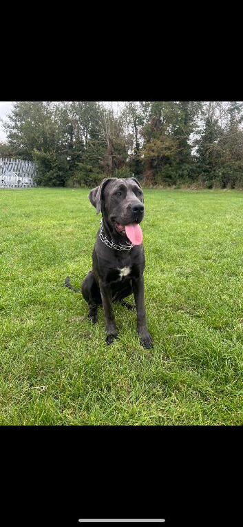 Cane corso pup beautiful grey