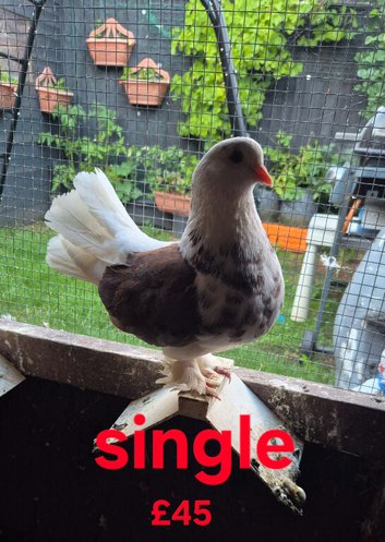 Various pigeons