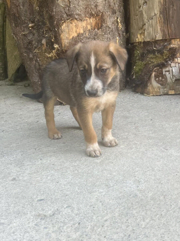 German shepherd x collie