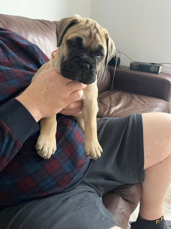 KC Bullmastiff Bitch top quality health tested