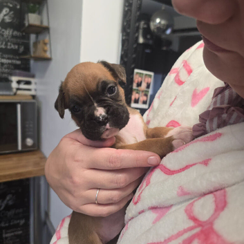 Boxer pup last female
