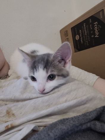 2 female kittens for sale