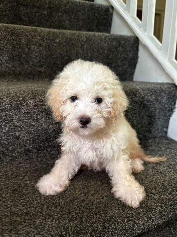 7 precious puppies looking for their forever homes