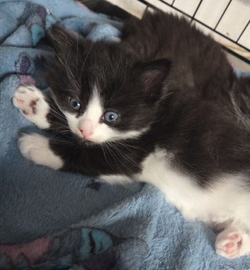 Maincoon cross kitten
