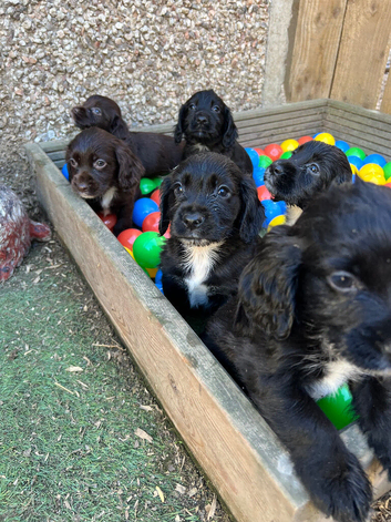 Exceptional working cocker spaniel pups