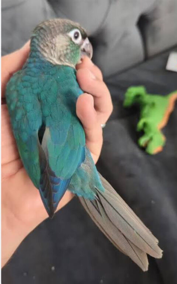Super Friendly Cuddly Hand tame Baby Terqouise Conure Parrot
