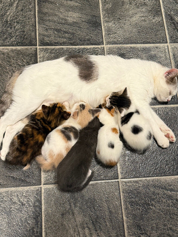 5 beautiful kittens