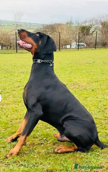 One of very few at stud in the South West!