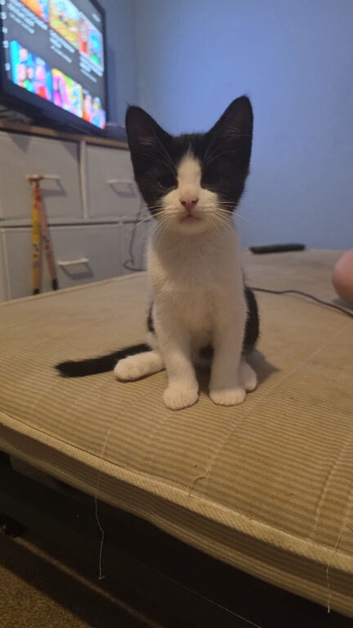 Male kittens