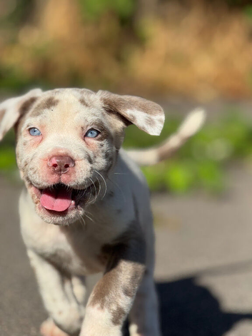 Merle Mastiff cross