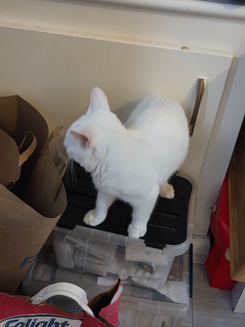 Kitten for sale