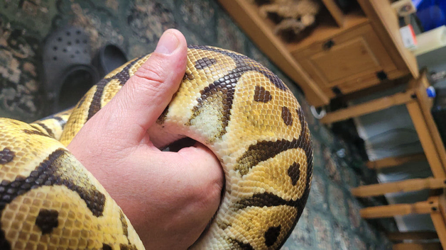 Royal python