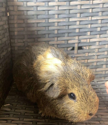 Baby guinea pigs all males