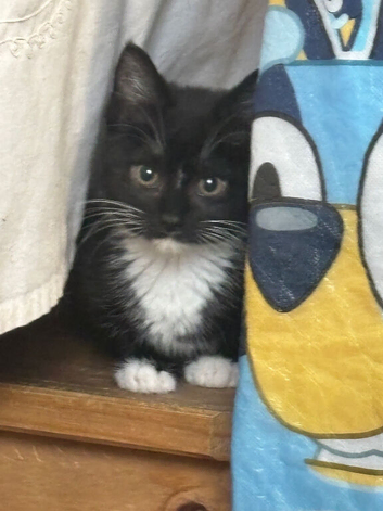 Kittens for sale