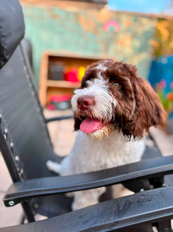 Lovely 6 months old girl Sproodle