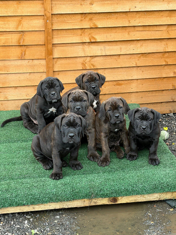 Cane Corso x Dogue de Bordeaux READY NOW