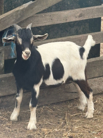Bore X male Goats