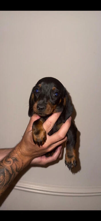 Kc miniature dachshund
