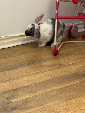 Beautiful large rabbit