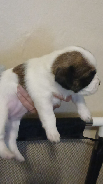 Last little girl available 1 female left
