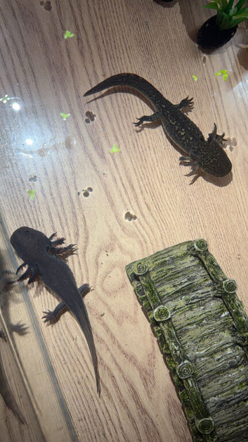 2x axolotls