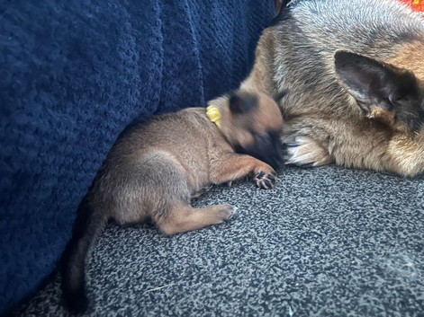 Belgium shepherd pups
