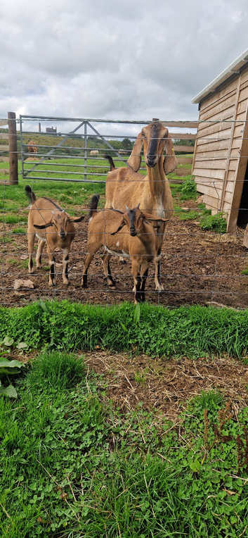 Anglo nubian nanny and twin girls.
