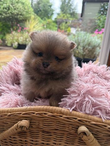 Xs Pomeranian puppies