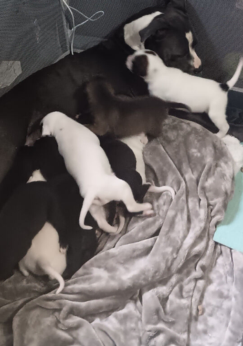 Blue staffy, husky lurcher cross dogs