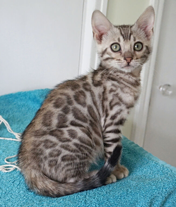 Bengal Rosette Girl Kitten Ready Now