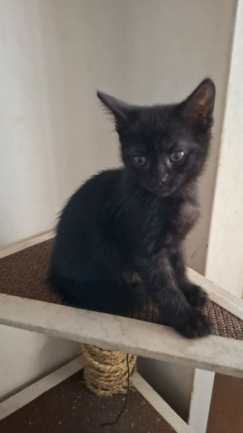 Kittens for sale!