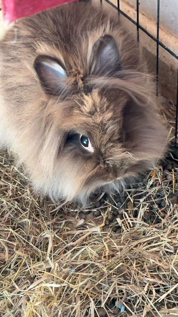Female and male rabbit