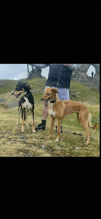 2 Gorgeous Saluki lurcher boy pups left