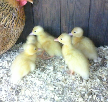 White Call Duck hatching eggs/ ducklings now available