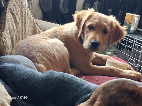 Golden Retriever puppy KC REG,