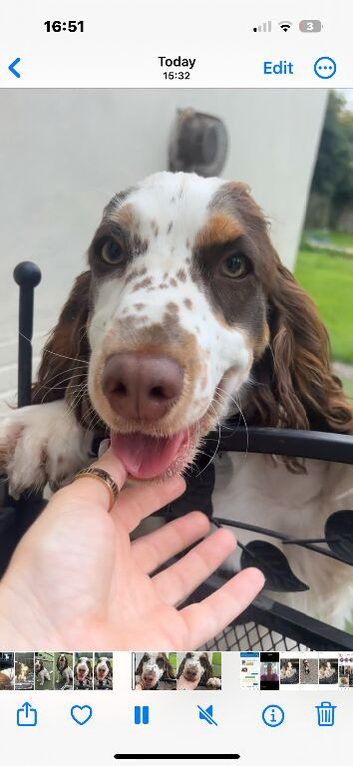 Work x show cocker spaniel