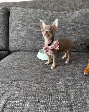 Xs Chihuahua girls