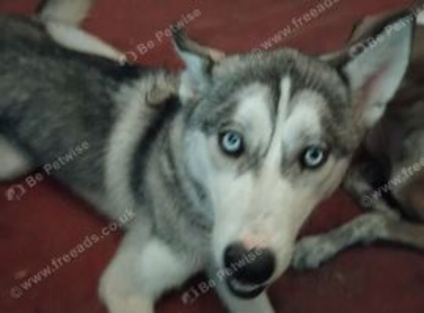 Last pup Maya. 5 months