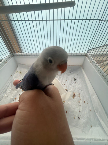 Hand tamed baby lovebird