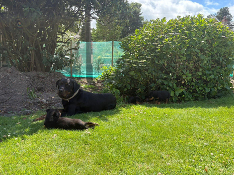 Rottweiler puppies looking for new jobs