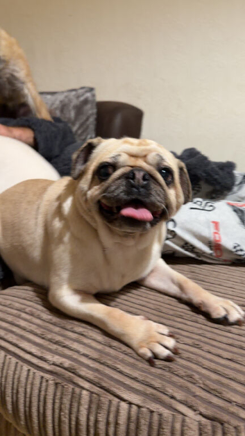 female pug