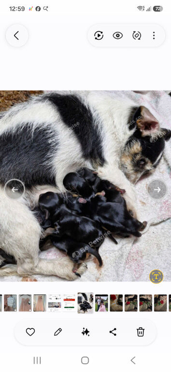 Yorkshire terrier x jackrussel
