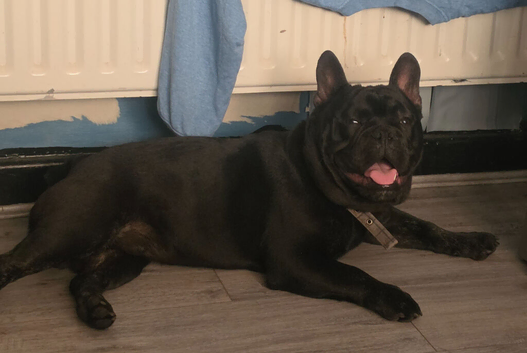 Frenchie cross British bulldog