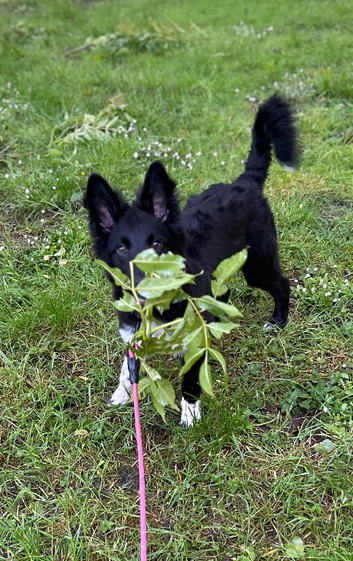 Border Collie X Kelpie